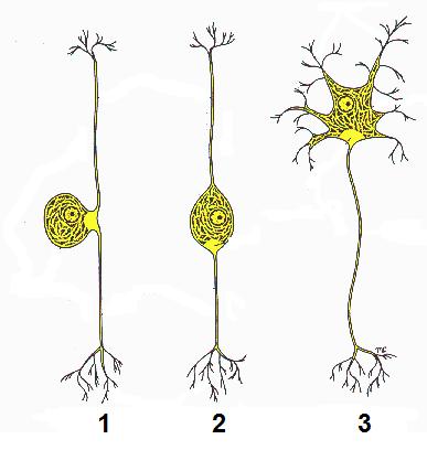 neuronas.JPG