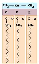 triacilglicerido.JPG