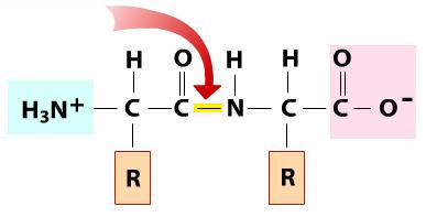 unionpeptidica.JPG