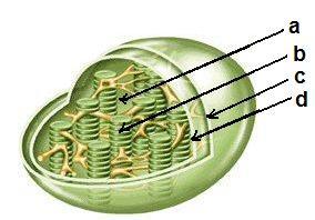 cloroplasto.JPG