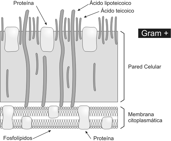 Fig. 1.3- Esquema de la pared celular de una bacteria Grampositiva