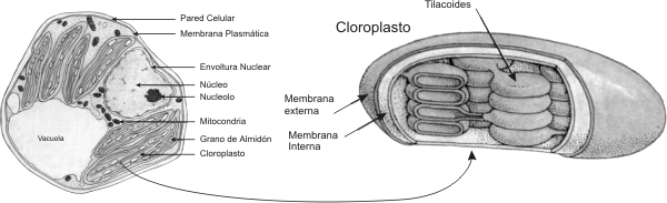 Fig. 1.7 Esquemas de una célula vegetal (izquierda) y tridimensional de un cloroplasto con sus componentes (derecha)