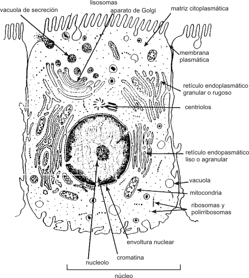 Fig. 1.8 Esquema de la ultraestructura de una célula animal idealizada