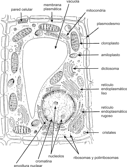 Fig. 1.9 Esquema de la ultraestructura de una célula vegetal idealizada