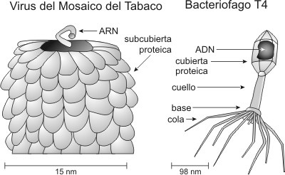 Fig. 1.10 Virus del Mosaico del Tabaco (ARN virus) y Bacteriófago T4 (ADN virus)