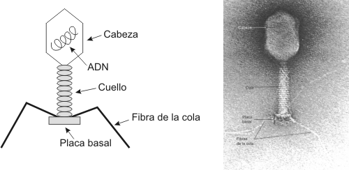 Fig. 1.11 Esquema y microfotografía electrónica de un Bacteriófago
