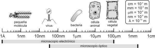Fig. 1.16 Cuadro comparativo de distintos ejemplos de niveles de organización a nivel microscópico