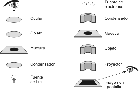 Fig.1.18 Comparación entre Microscopio Óptico y Electrónico