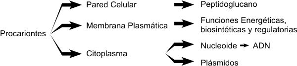Cuadro 1.1 Estructura de una célula procariótica