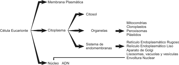 Cuadro 1.2 Estructura de una célula eucariótica