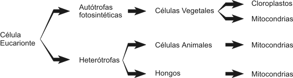 Cuadro 1.3 Modelos básicos de célula eucariótica