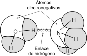 Fig. 2.5- Enlace de hidrógeno. El átomo de Nitrógeno de una molécula de amoniaco (NH3) está unido a un átomo de hidrógeno de una molécula de agua (H2O) por un enlace de hidrógeno. En este último, un átomo de hidrógeno combinado con un átomo electronegativo en un enlace covalente polar es compartido por otro átomo electronegativo por medio de una atracción eléctrica débil