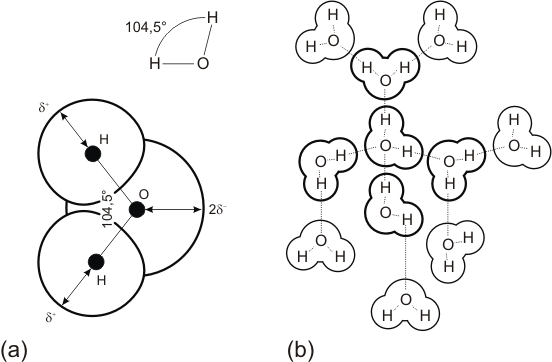 Fig. 2.6 -(a) Estructura de la molécula de agua. (b) Las moléculas de agua en disolución interactúan entre si a través de los puentes de hidrógeno