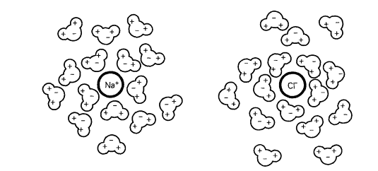 Fig. 2.7- Las moléculas de agua facilitan la separación de los iones en disolución. Cada ion está "recubierto" de moléculas de agua