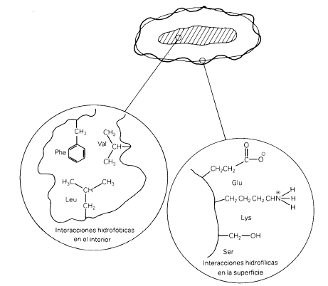 Fig. 2.8- En general las proteínas globulares tienen un interior hidrofóbico y residuos hidrofílicos de aminoácidos en la superficie. que interactúan con el disolvente acuoso que las rodea
