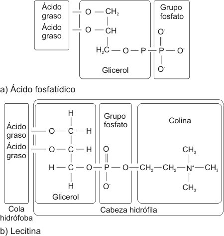 Fig. 2.15 - (a) Ácido fosfatídico   (b) Lecitina