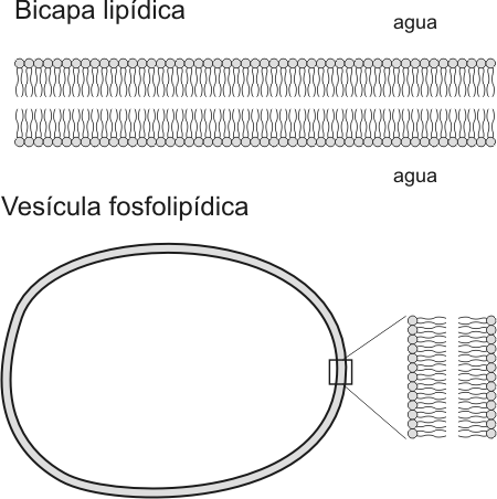 Fig. 2.17 - (a) Bicapa fosfolipídica;  (b) Vésicula fosfolipídica