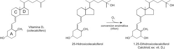 Fig. 2.24 - Principales metabolitos de la vitamina D