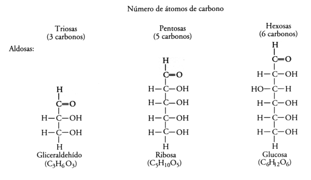   Fig. 2.25 - Ejemplos de Monosacáridos