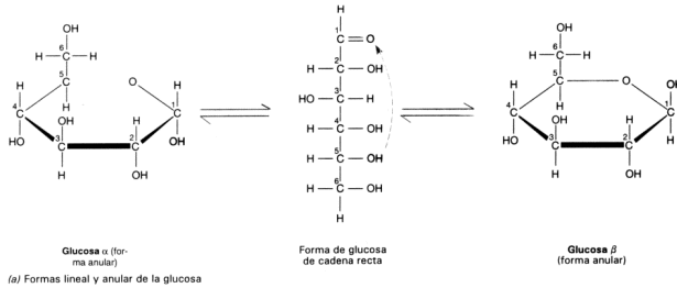 Fig. 2.26 - Isómeros de D-Glucosa. a-D- Glucosa y b-D-Glucosa