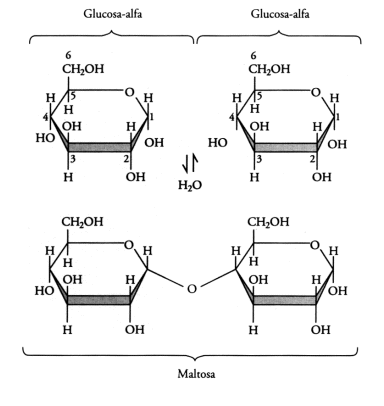 Fig. 2.27- Unión glucosídica: formación de un disacárido