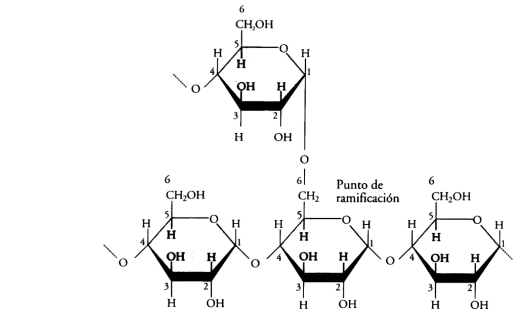 Fig. 2.29 - Amilopectina (uniones a-1,4 y a-1,6)