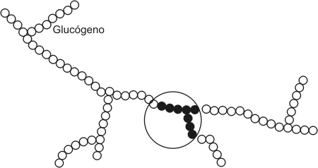 Fig. 2.30 - Representación esquemática del glucógeno