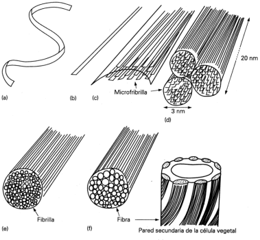 Fig. 2.32 Aspectos de la configuración y estructura de la celulosa. Tendencia del polímero lineal  a extenderse totalmente (a y b) y asociarse después para formar microfibrillas (c) que a su vez se alinean con otras (d y e) para dar lugar a una fibra de celulosa (f). (g) Orientación de las fibras en una capa de pared secundaria. Otras capas de pared secundaria tienen distintas orientaciones. La extensión y asociación de las moléculas de quitina, sigue el mismo patrón