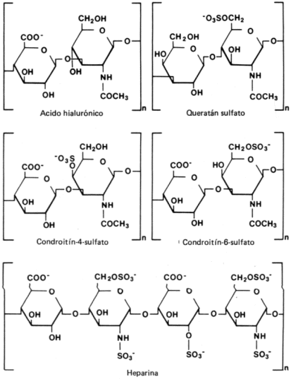 Fig. 2.34 - Composición química de algunos glicosaminoglicanos (GAG)