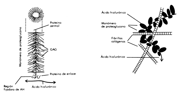 Fig. 2.35 - Monómero de proteoglucano (derecha) . Molécula de ácido hialurónico (AH) formando un conglomerado lineal con múltiples monómeros de proteoglucano (elipses negras) entretejida en una malla de fibras colágenas.(izquierda)