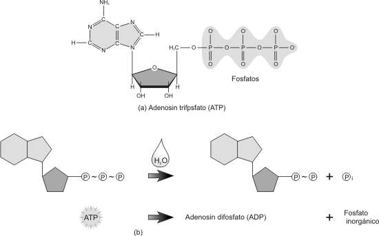 Fig. 3.3 -  Molécula de ATP. (a) Estructura del ATP. (b) Hidrólisis de la molécula de ATP