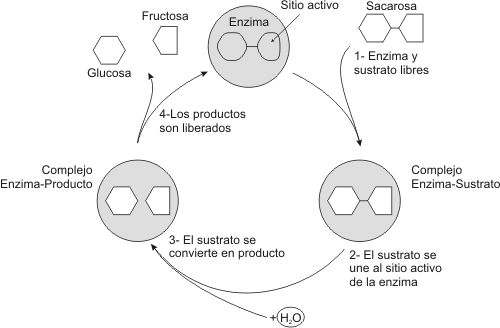 Cuadro de texto:  
Fig. 3.7 - Ciclo catalítico de una enzima
