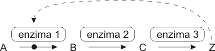 Cuadro de texto:  

Fig. 3. 12 - Retroalimentación negativa (feedback negativo) en una ruta metabólica. Cuando el producto final Z se acumula, inhibe alguno de los primeros pasos de la ruta.  
