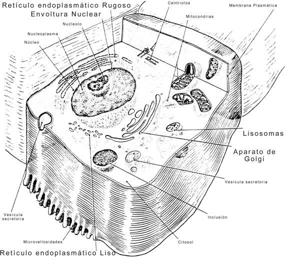 Fig. 5.1 - El sistema de endomembranas