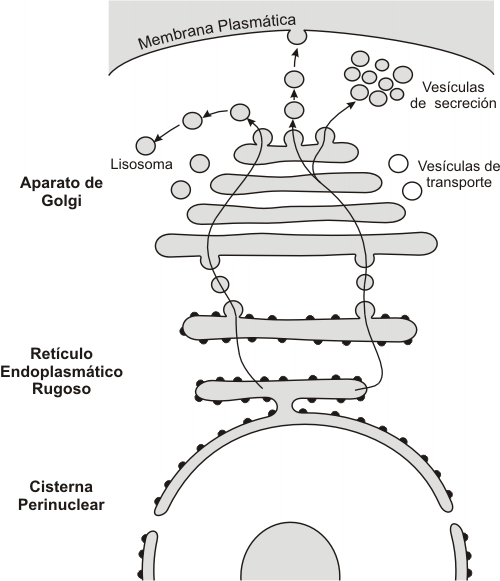Fig. 5.2 - Vías de tránsito intracelular en el SE