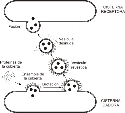 Fig. 5.4- Vesículas revestidas 