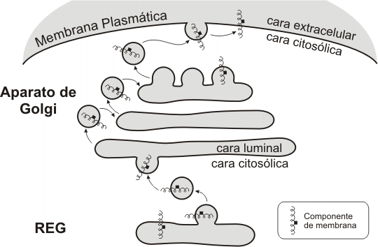 Fig. 5.7- Asimetría de las membranas. Correspondencia entre el SE y la membrana plasmática. 