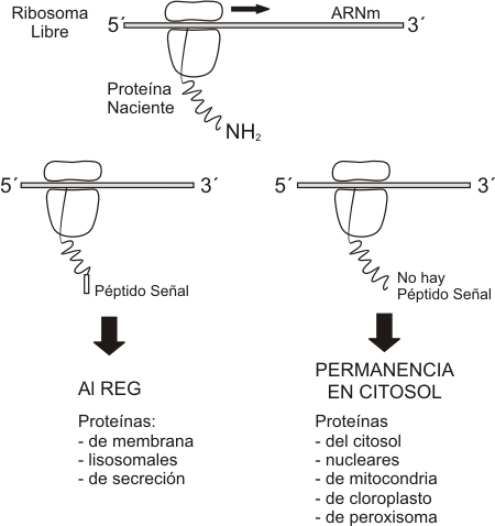 Fig. 5.9- Síntesis de proteínas en el REG. Hipótesis de la señal.
