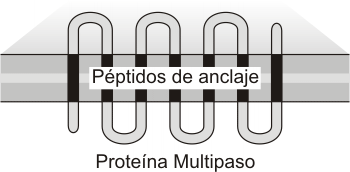 Fig. 5.11 b- Inserción de proteínas integrales de multiple paso en la membrana del REG 