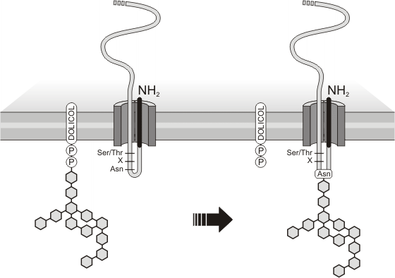 Fig. 5.12- Glicosilación nuclear.