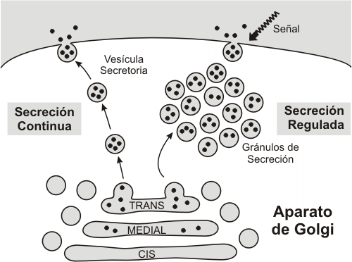 Fig. 5.13- Secreción 
