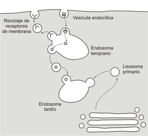 Fig. 5.14- Endosoma temprano y tardío