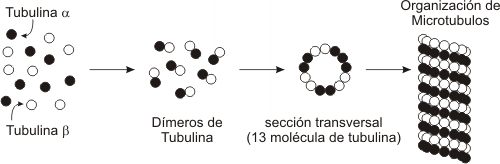 Fig. 6.4- Polimerización de la tubulina a partir de las tubulinas alfa y beta 