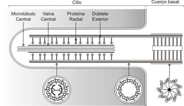 Fig. 6.9 - Distribución de los microtúbulos en cilios y cuerpos basales