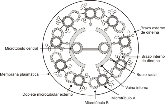 Fig. 6.10(a)  - Esquema de un cilio (corte transversal) 