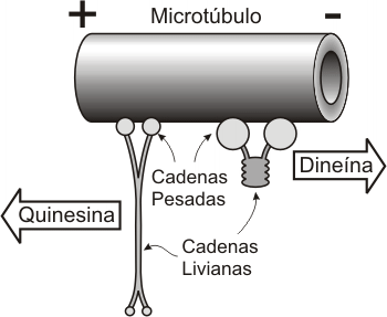 Fig. 6.11 - Movimiento de proteínas motoras sobre los microtúbulos 
