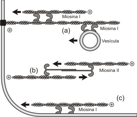 Fig. 6.14 - Asociasiones de las miosinas I y II con los filamentos de actina.