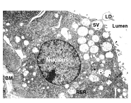Fig. 6.22 - Microfotografía de célula secretora apócrina de alvéolo mamario.