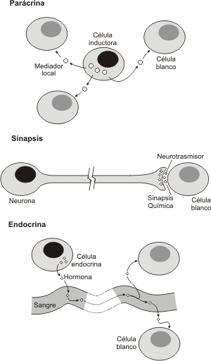 Fig. 7.2 - Algunas formas de inducción por moléculas secretadas 