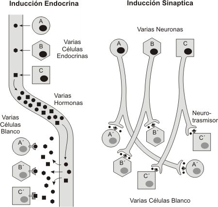 Fig. 7.4 - Inducción endócrina versus inducción sináptica.